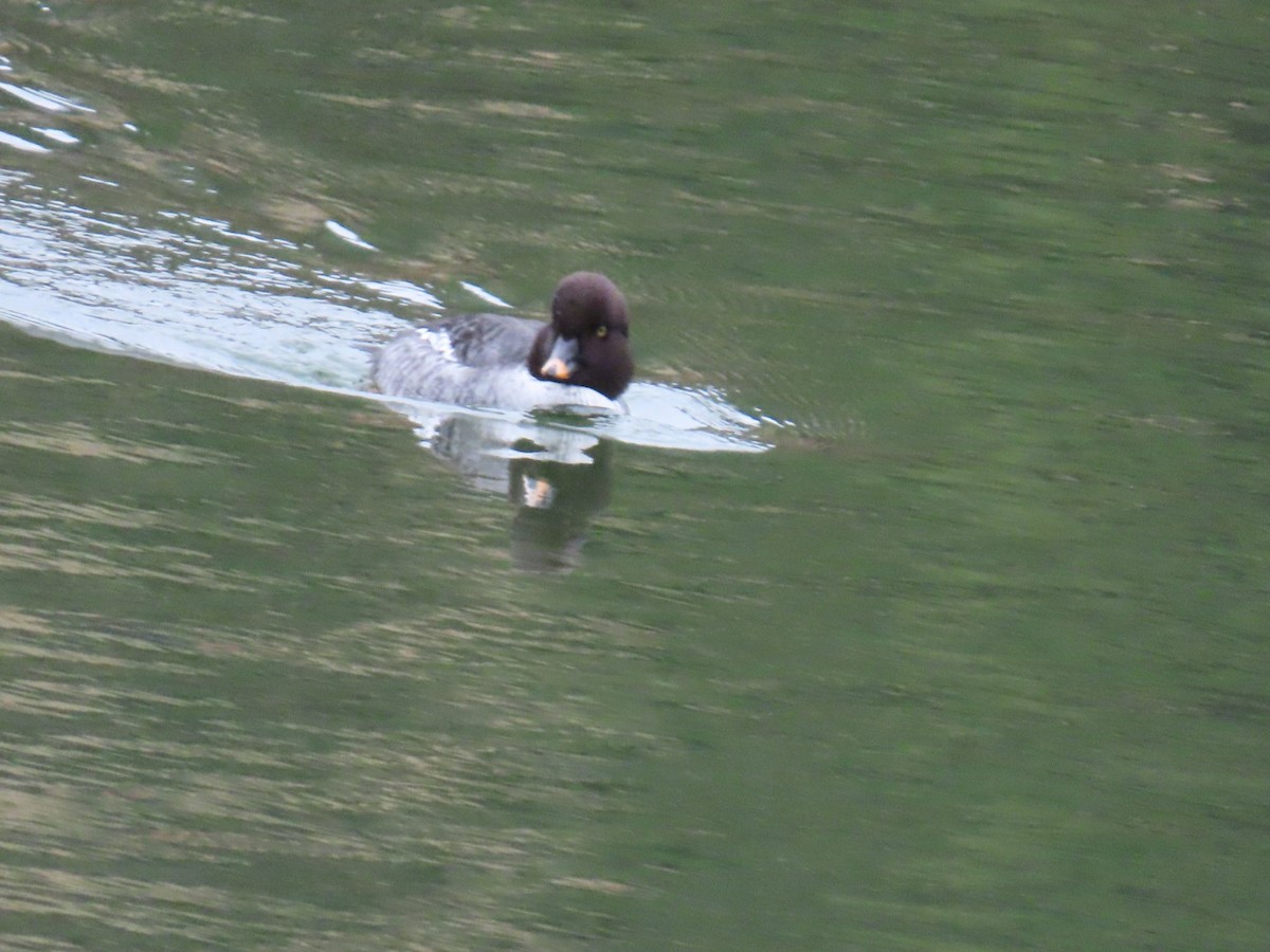 hohol islandský - ML646887343