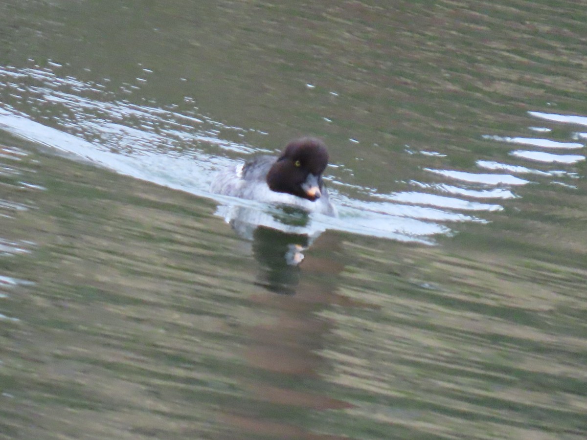 hohol islandský - ML646887344