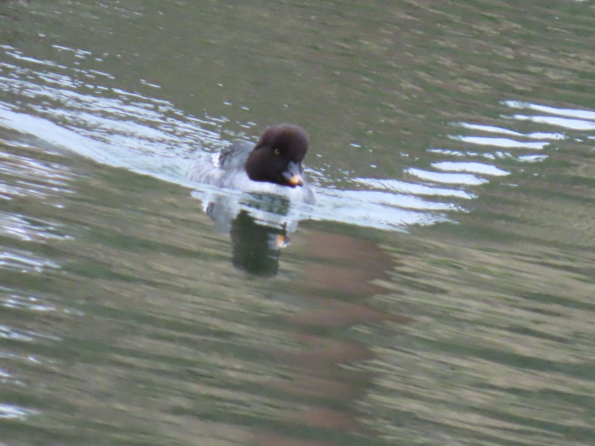 hohol islandský - ML646887345