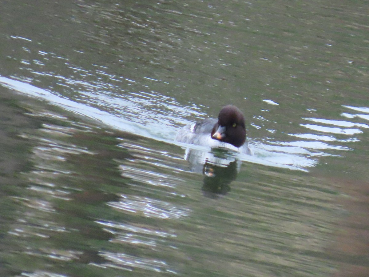 hohol islandský - ML646887346