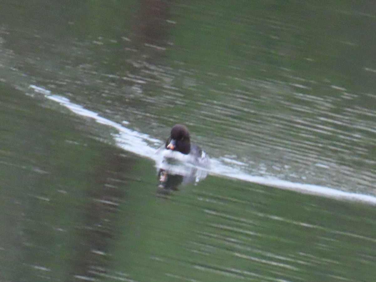 hohol islandský - ML646887347