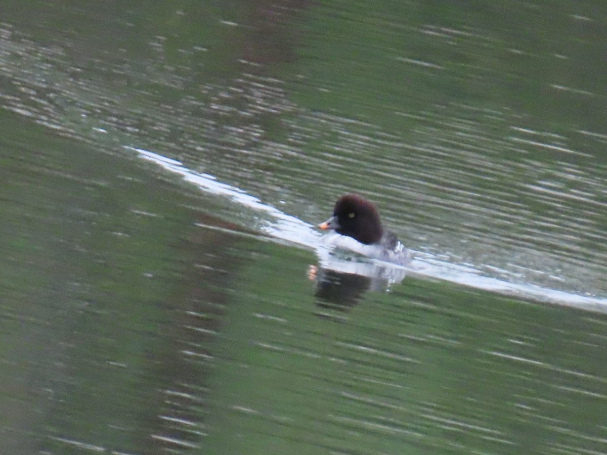 hohol islandský - ML646887348