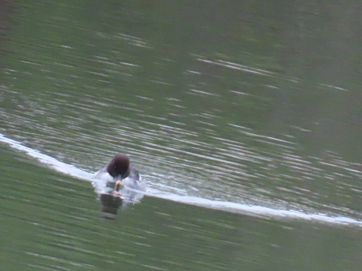 hohol islandský - ML646887349