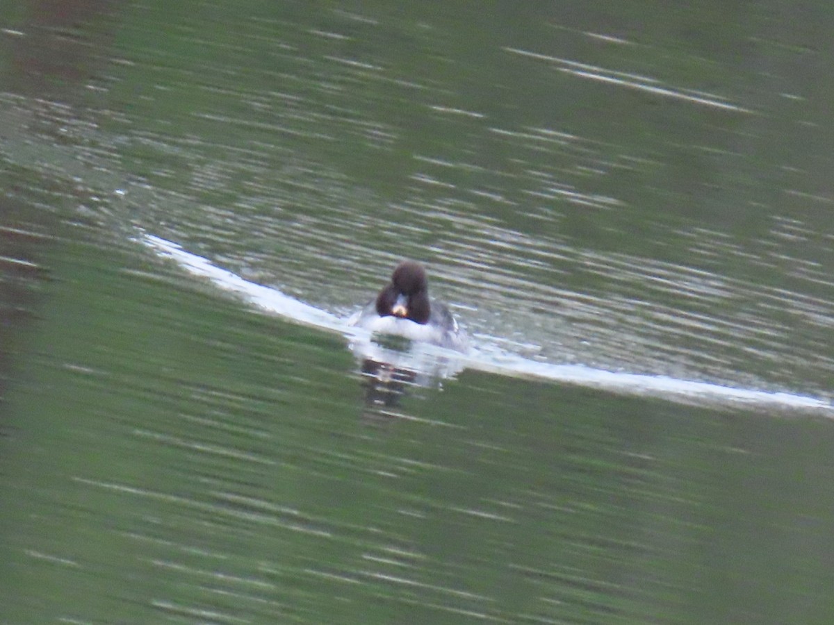 hohol islandský - ML646887350