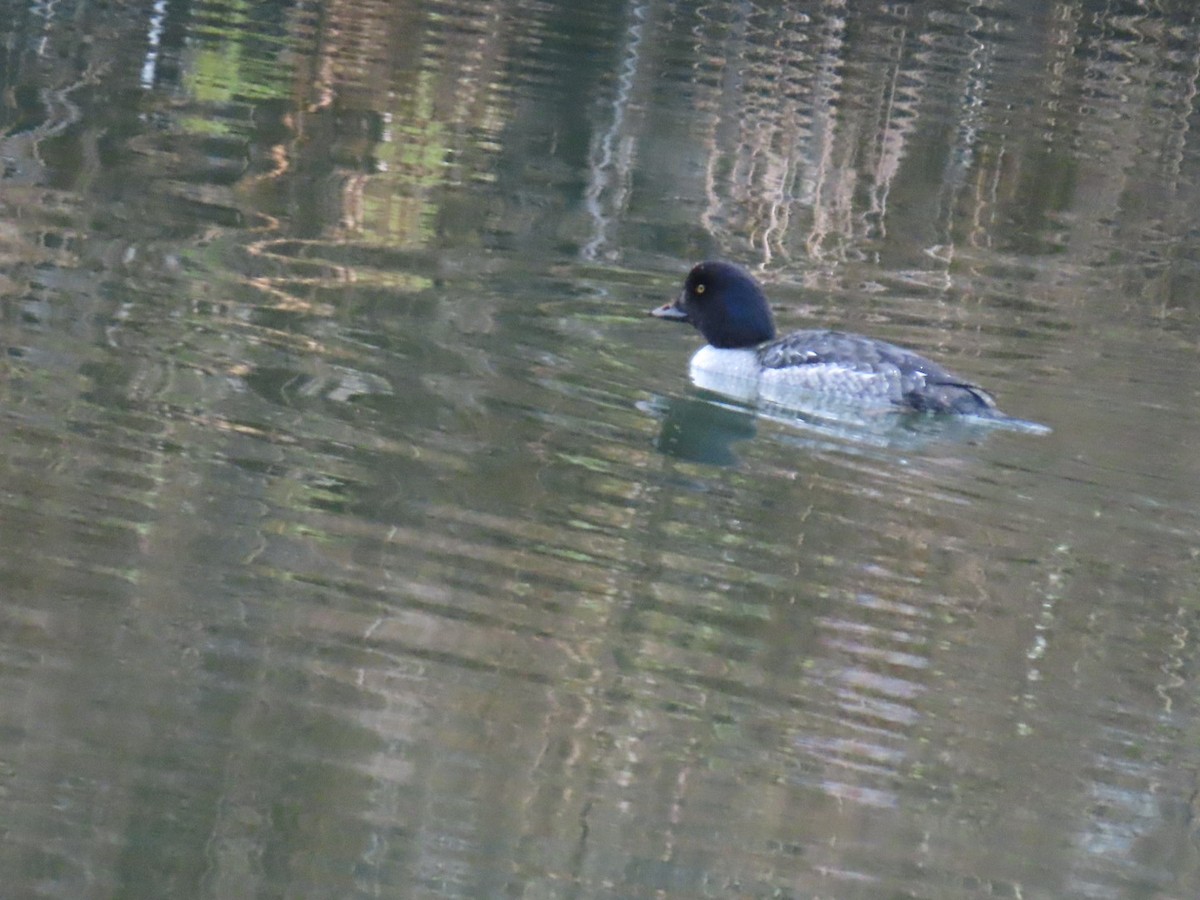 hohol islandský - ML646887351