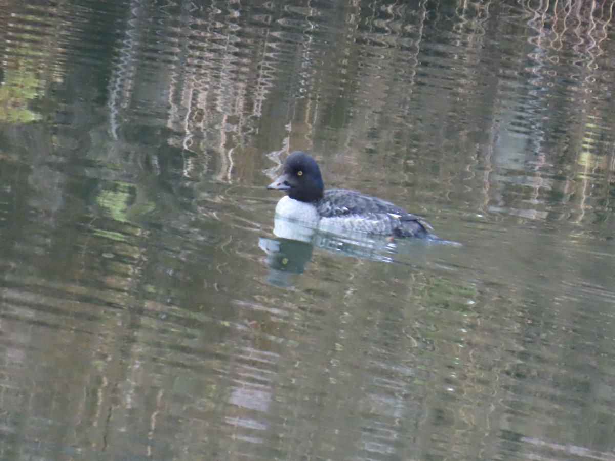 hohol islandský - ML646887352