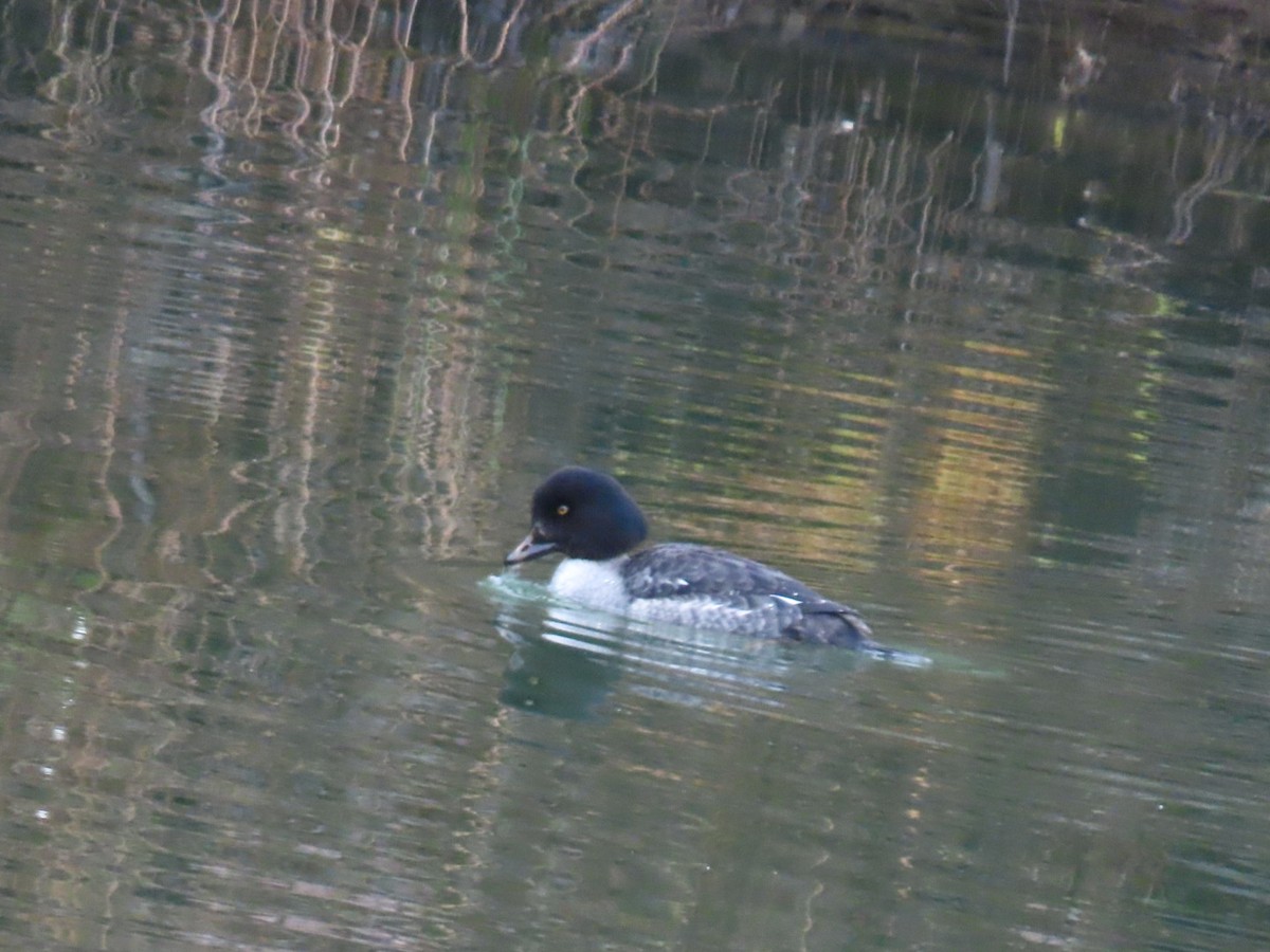 hohol islandský - ML646887353