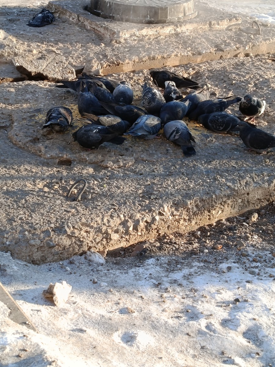 holub skalní (domácí) - ML646887386