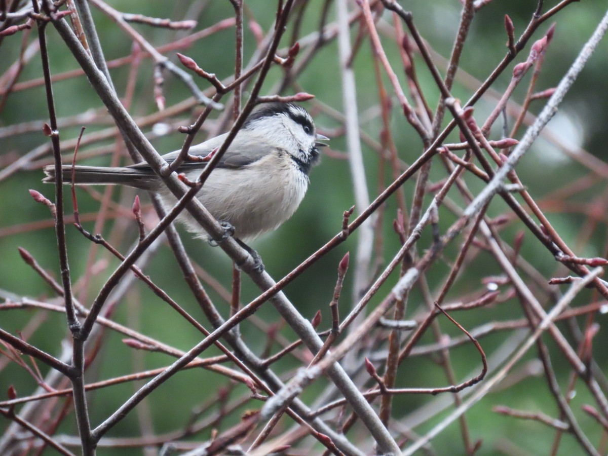 sýkora horská - ML646887389