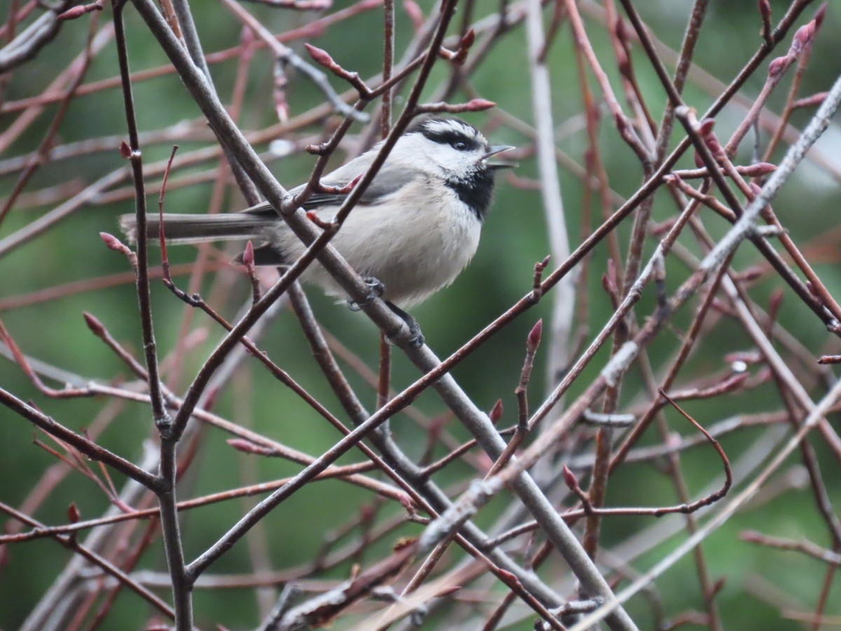 sýkora horská - ML646887390