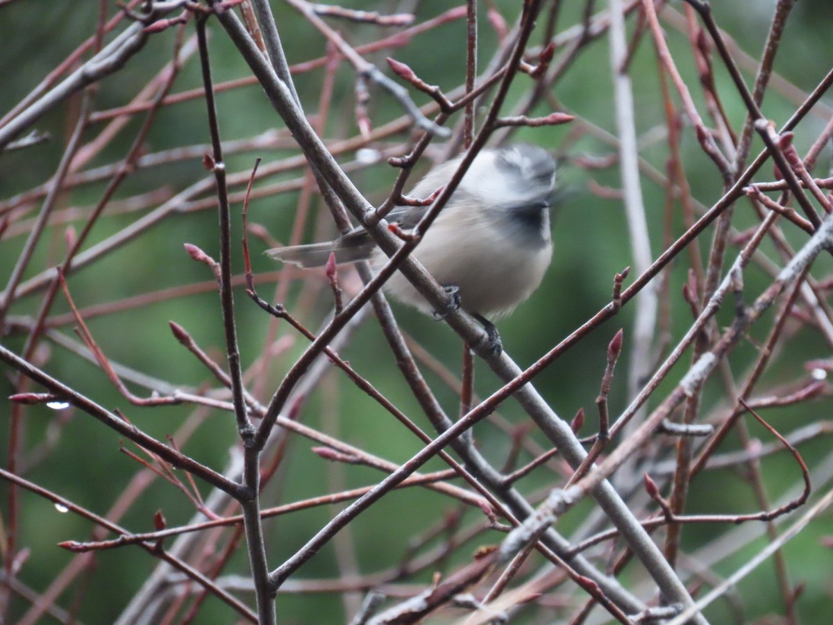 sýkora horská - ML646887391