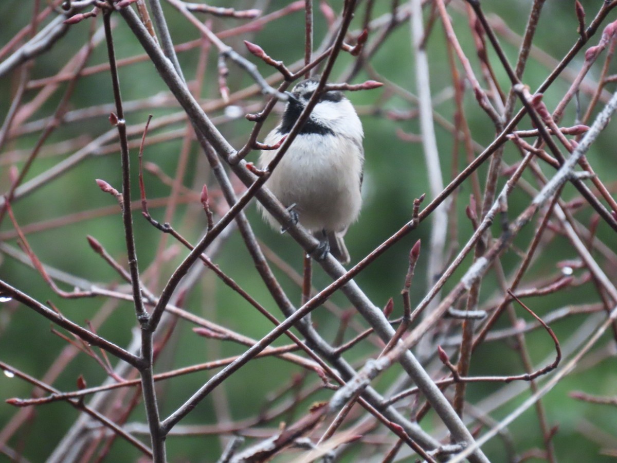 sýkora horská - ML646887392