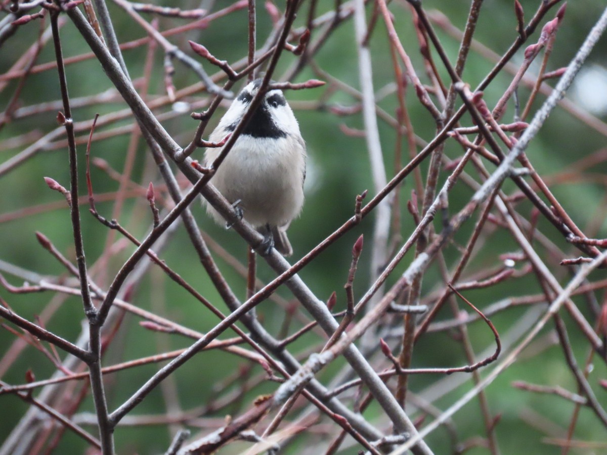 sýkora horská - ML646887393