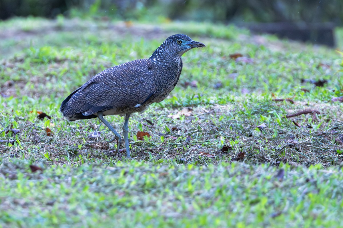 Malay Gece Balıkçılı - ML646887395