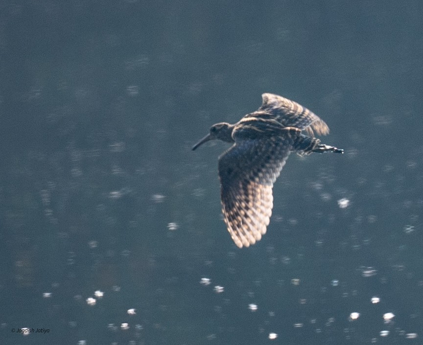 Цветной бекас - ML646887396