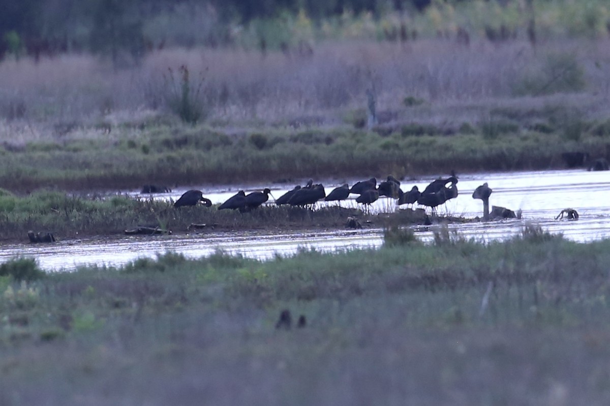 Коровайка бура - ML646887397