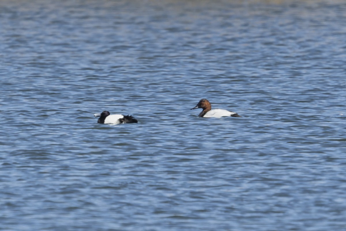 Büyük Elmabaş - ML646887398