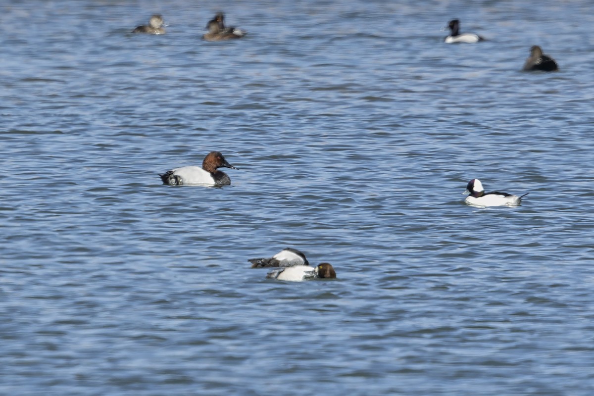 Büyük Elmabaş - ML646887399