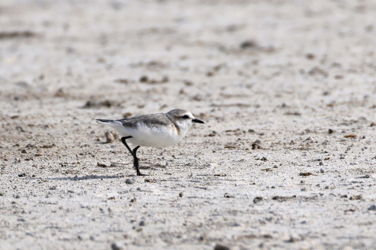 Chestnut-banded Plover - ML646887400