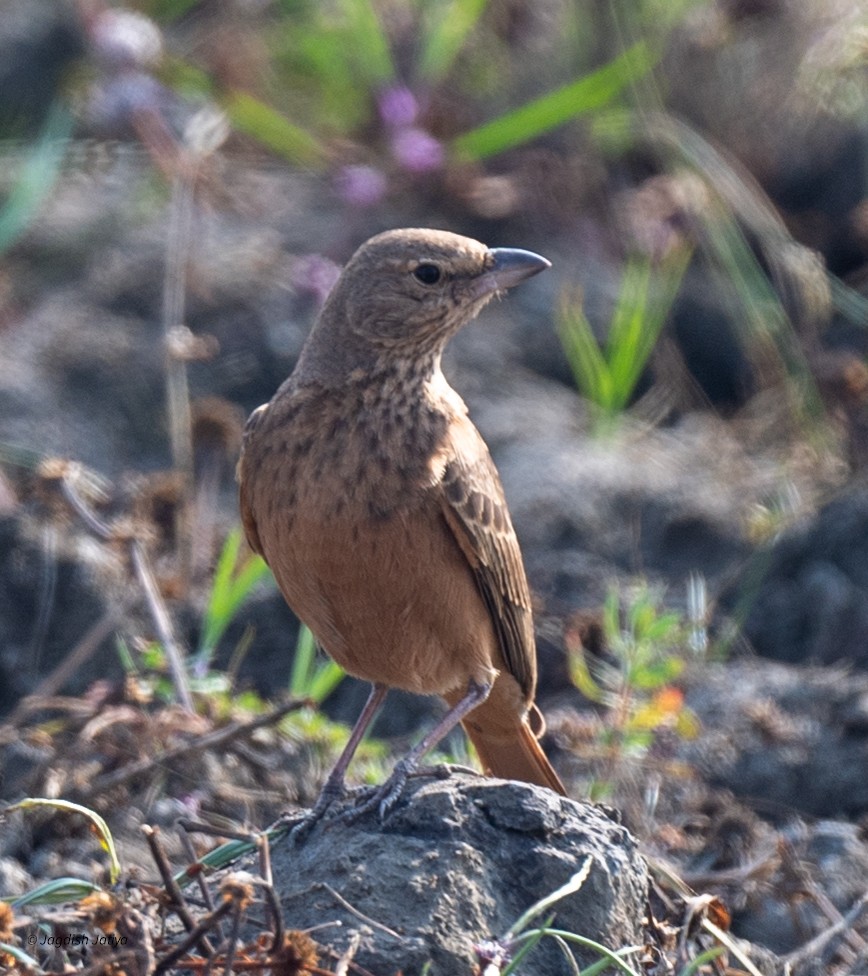 Рыжехвостый жаворонок - ML646887404