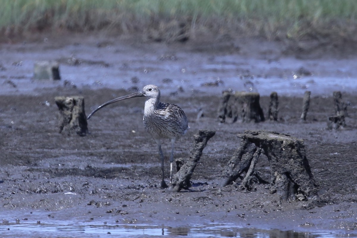 Кульон східний - ML646887408