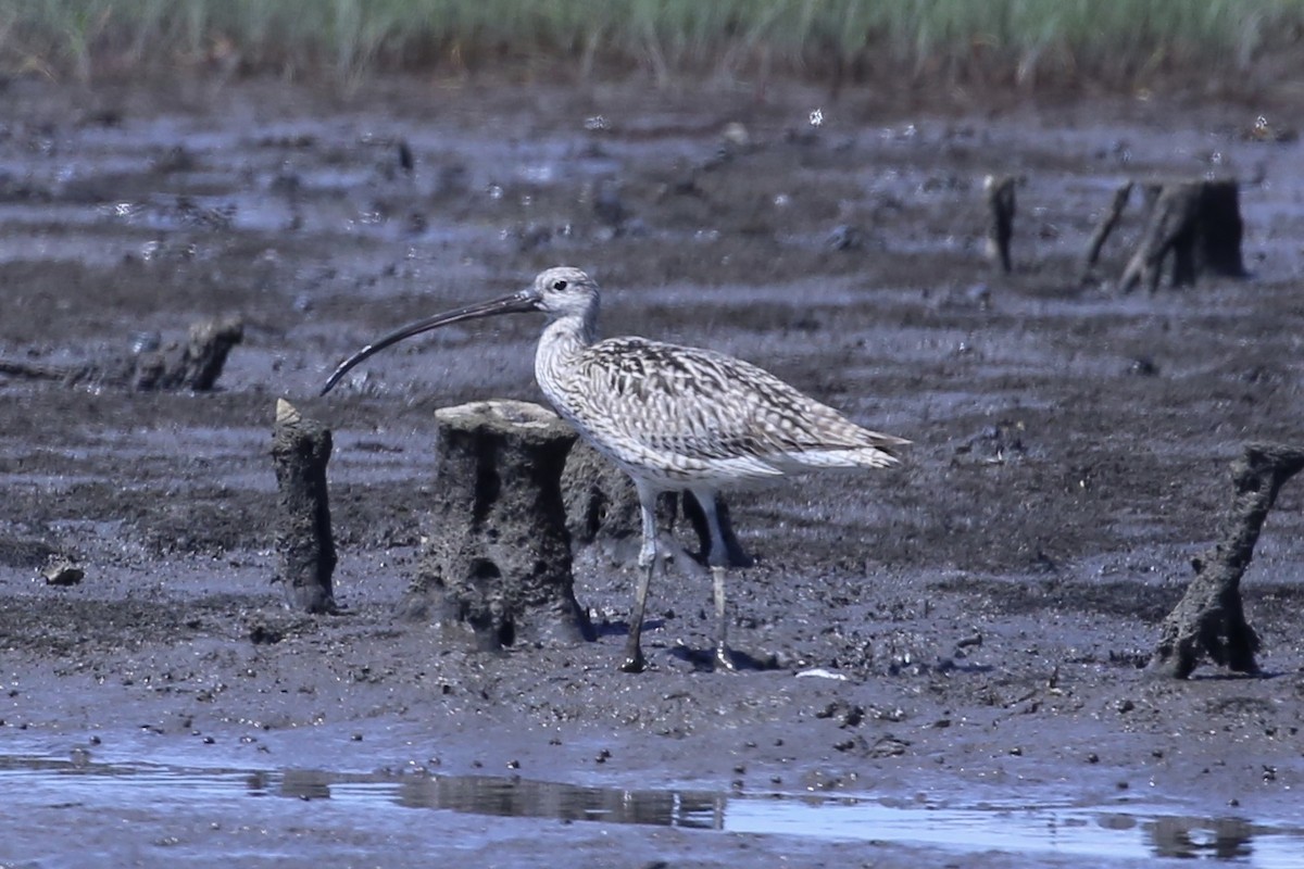 Кульон східний - ML646887409