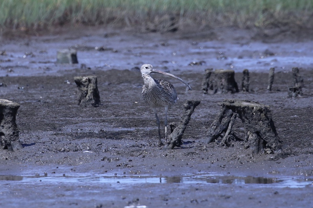 Кульон східний - ML646887410