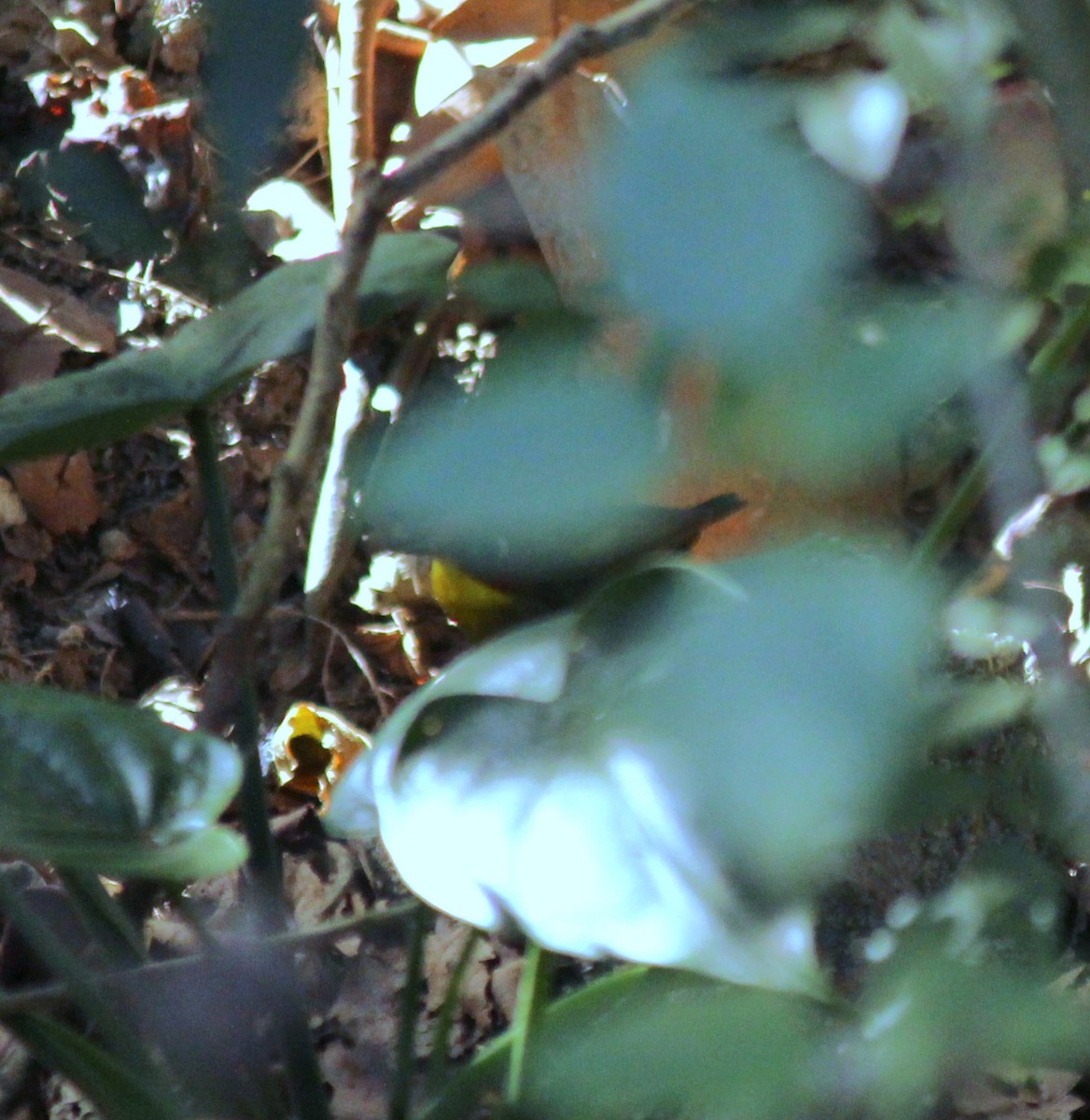 Chestnut-headed Tesia - ML646887413