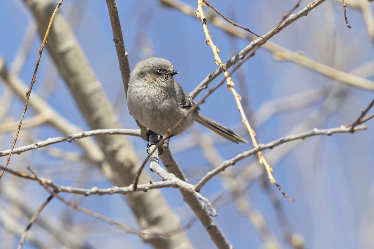 Çalı Uzunkuyruğu - ML646887417