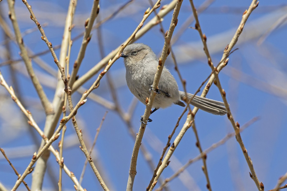 Çalı Uzunkuyruğu - ML646887418