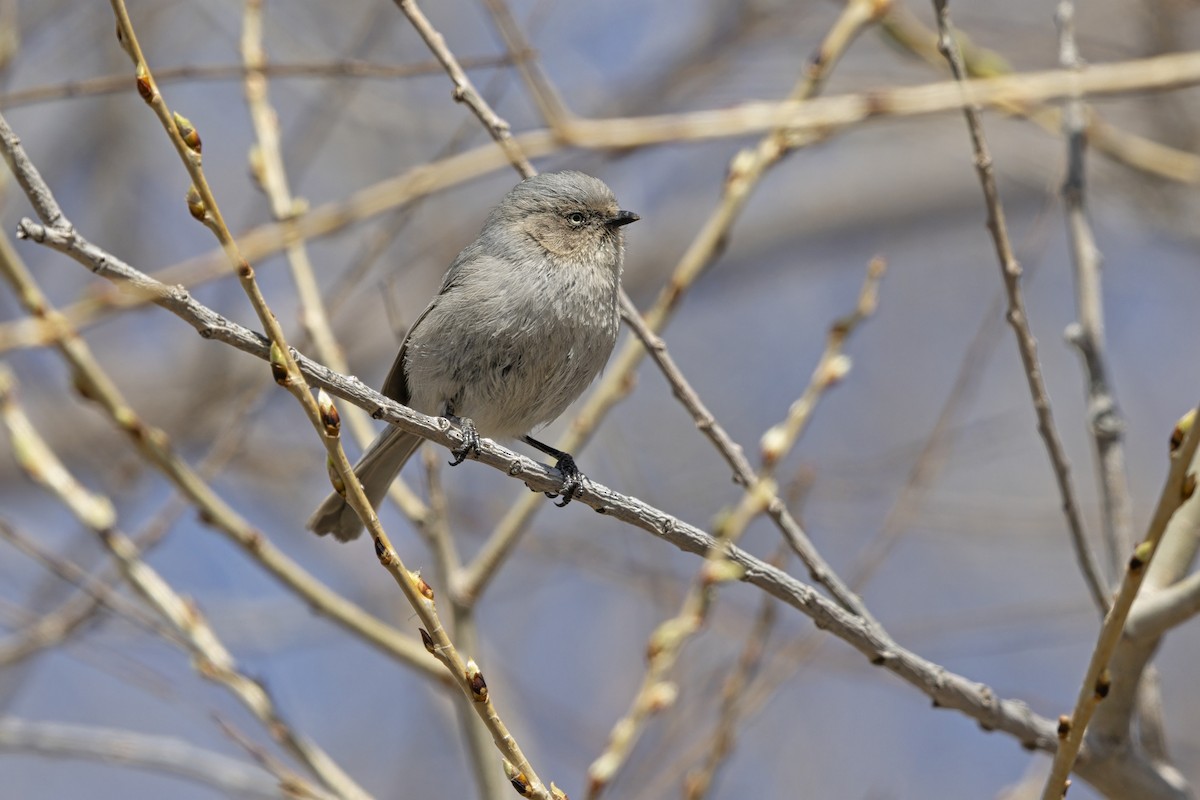 Çalı Uzunkuyruğu - ML646887419