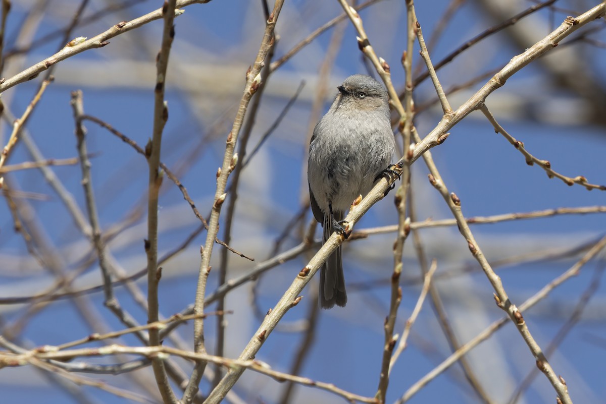 Çalı Uzunkuyruğu - ML646887420