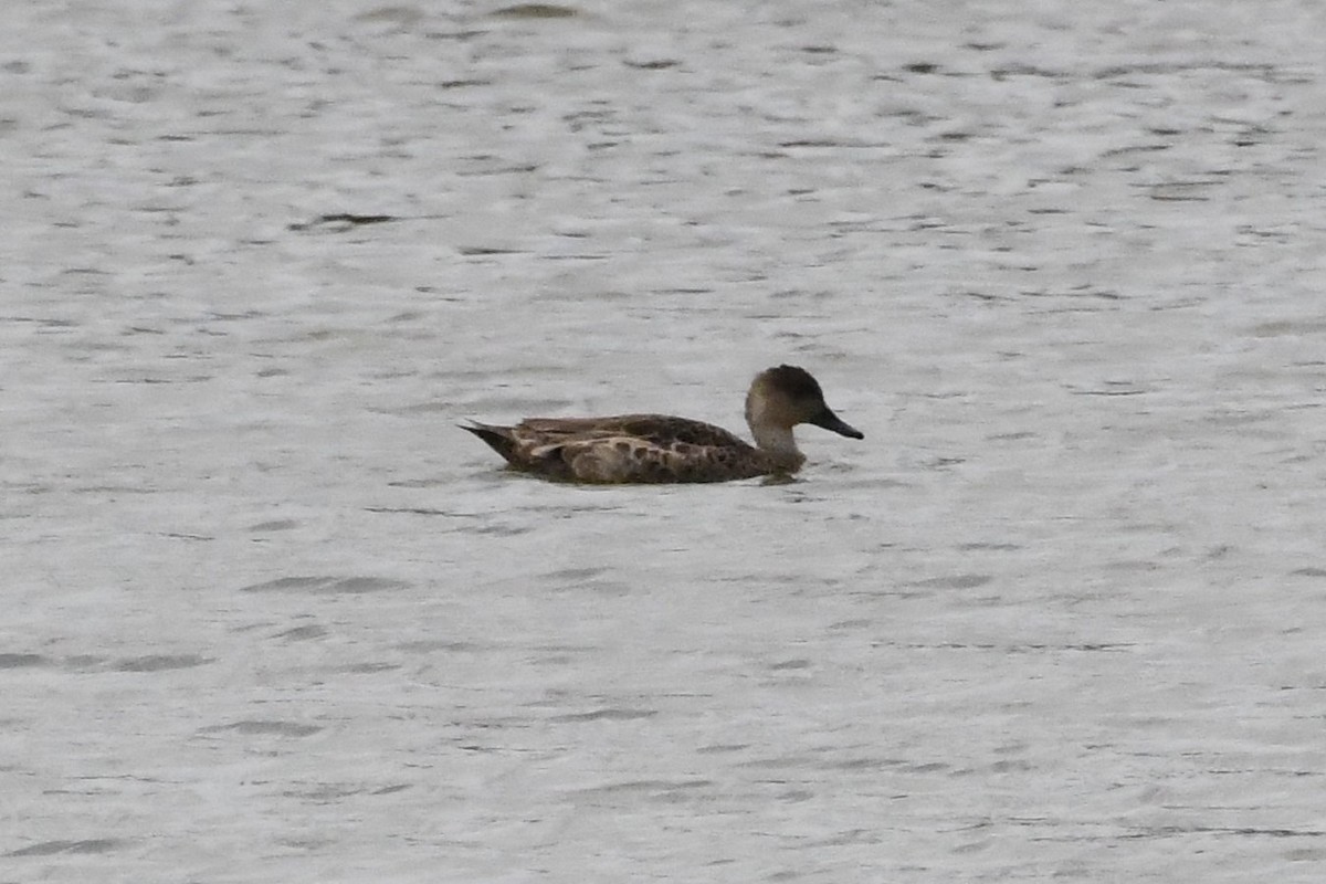 Gray Teal - ML646887421