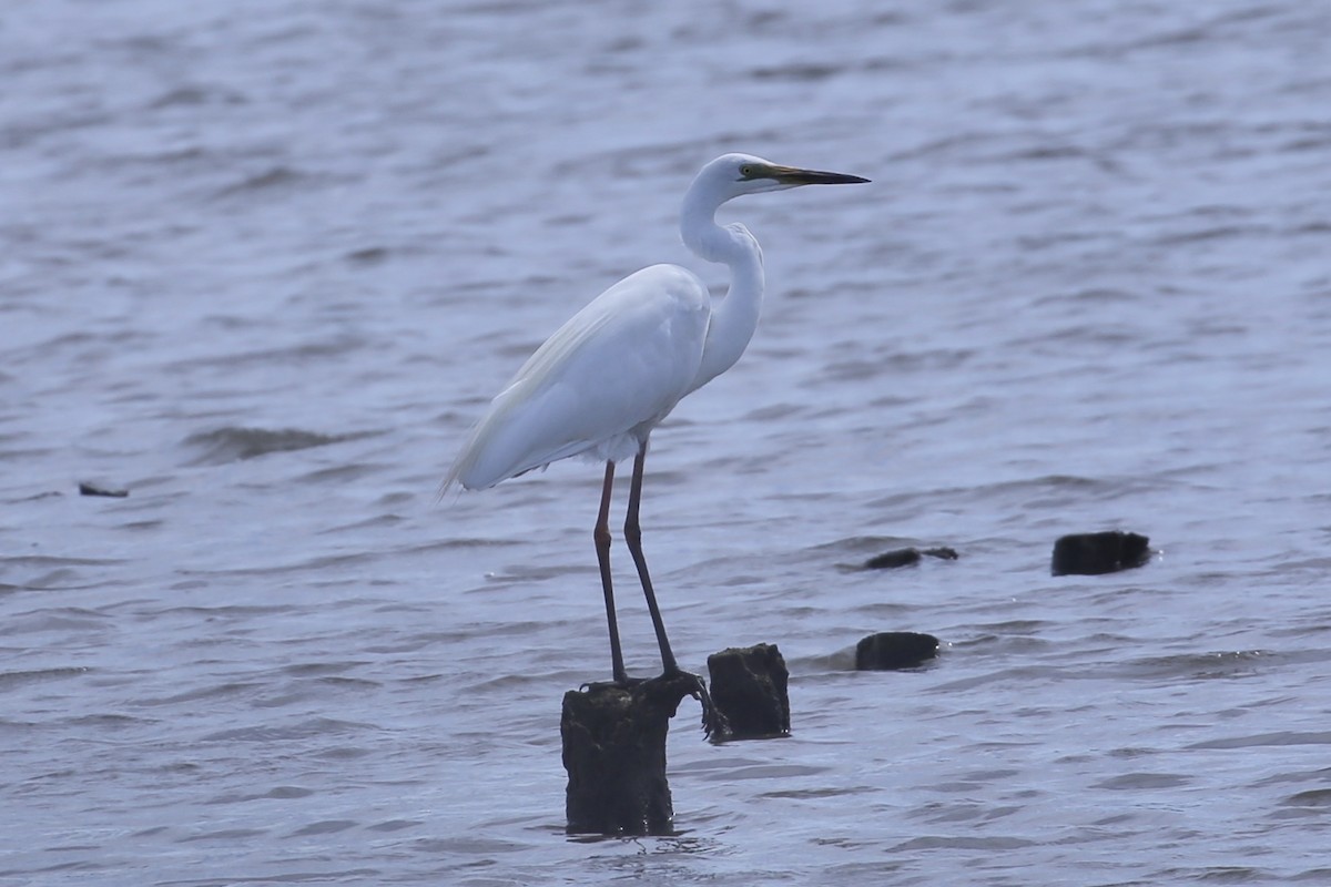 Great Egret (modesta) - ML646887425