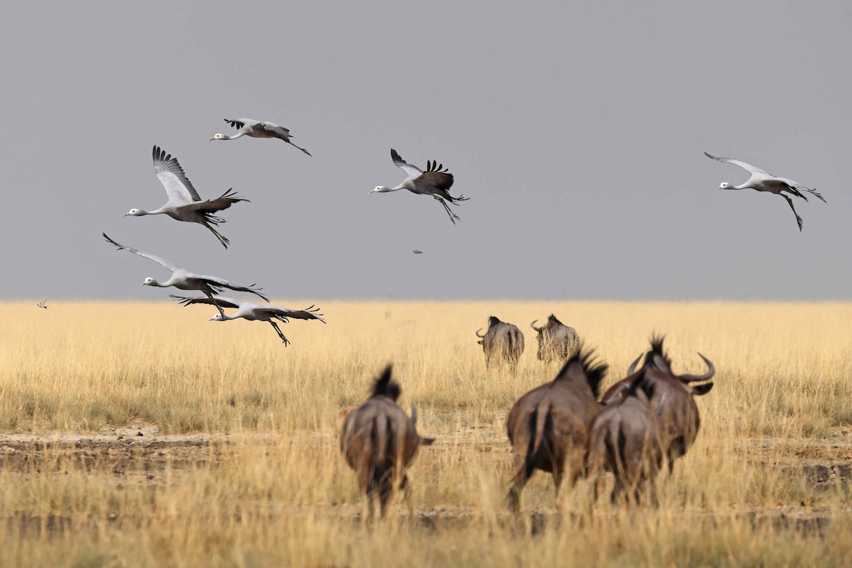 Blue Crane - ML646887427