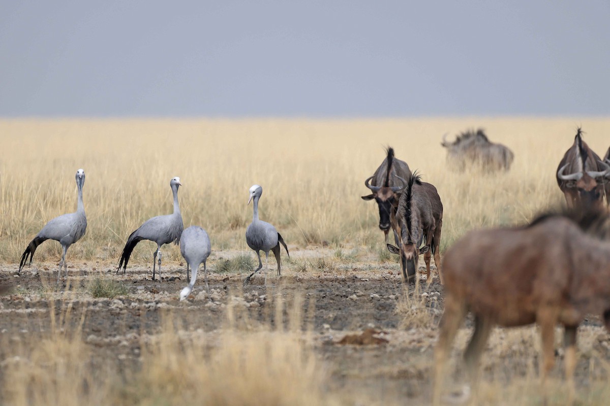 Blue Crane - ML646887428