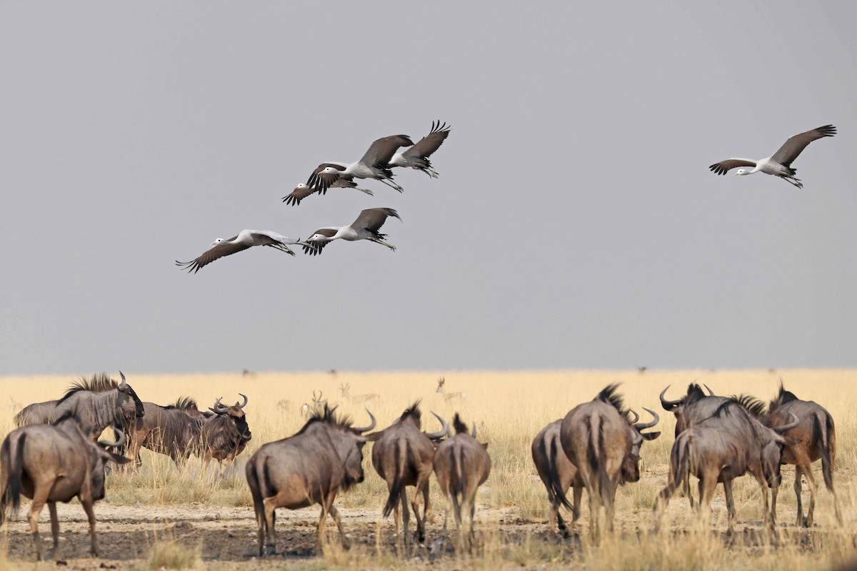 Blue Crane - ML646887429