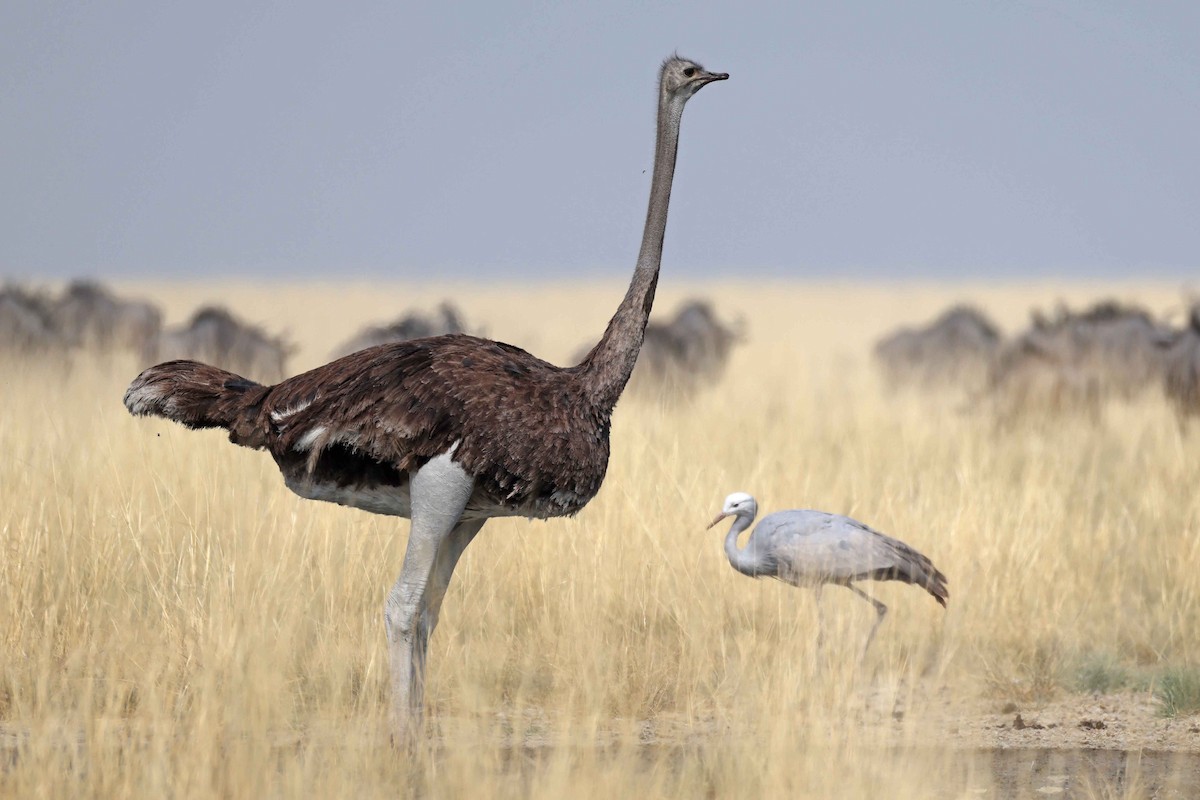 Blue Crane - ML646887430