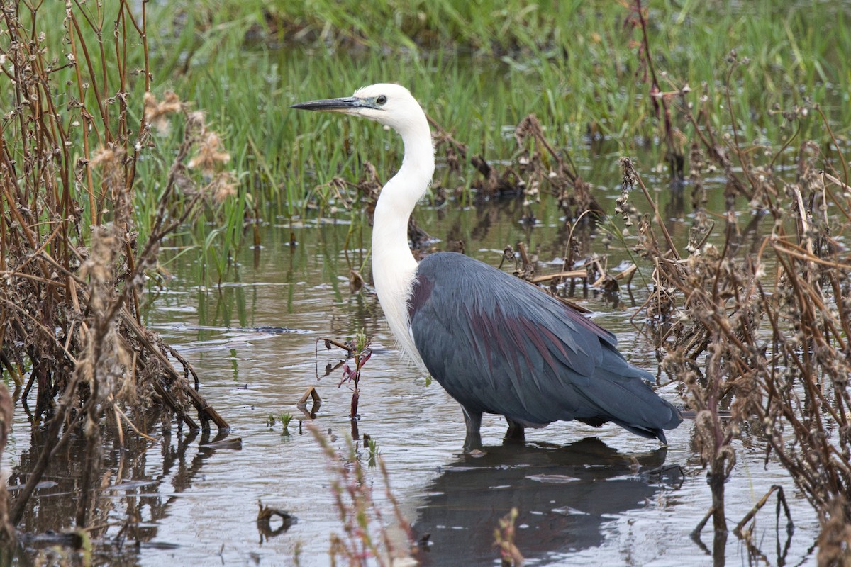 Pacific Heron - ML646887431