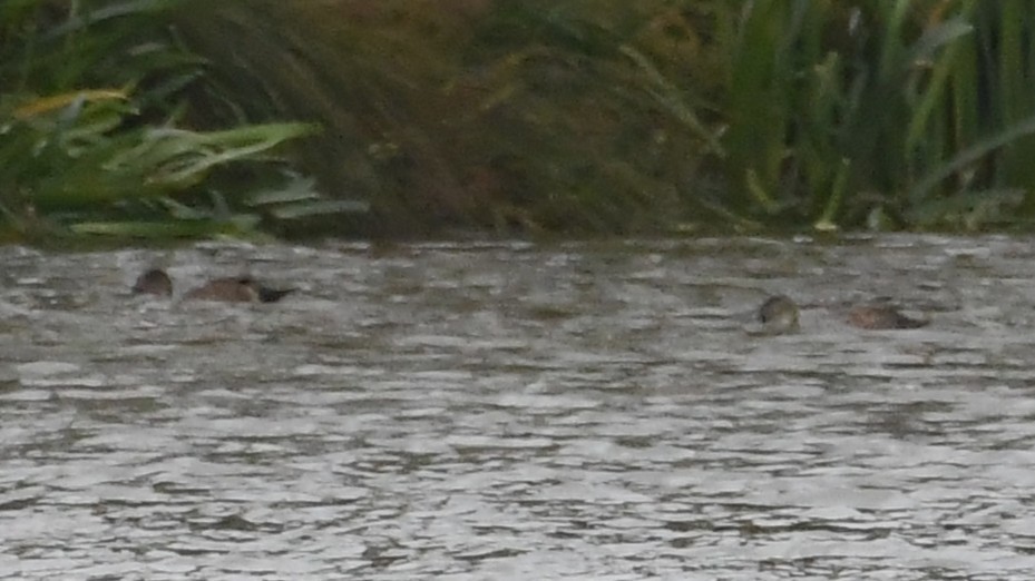 Австралийская широконоска - ML646887434