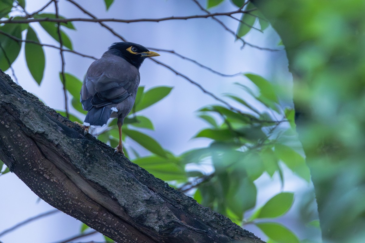 Common Myna - ML646887435