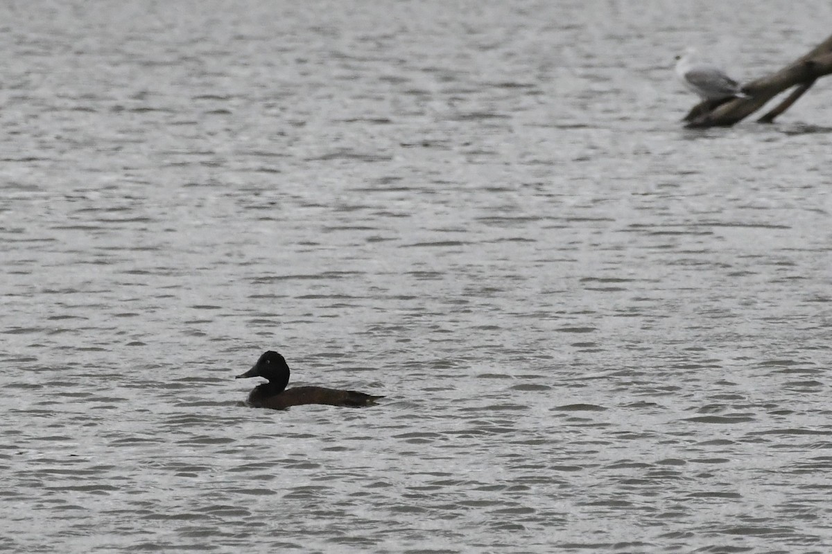 Hardhead - ML646887442