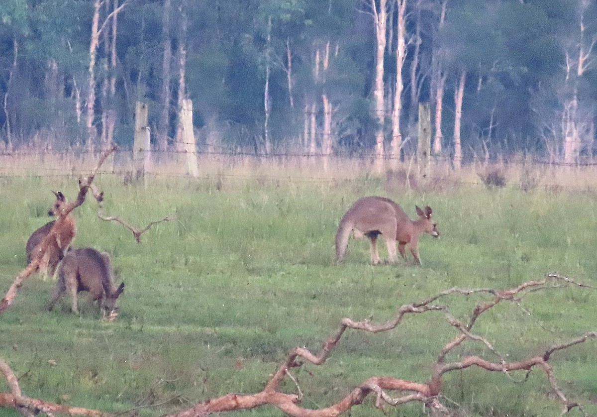 Eastern Grey Kangaroo - ML646887444