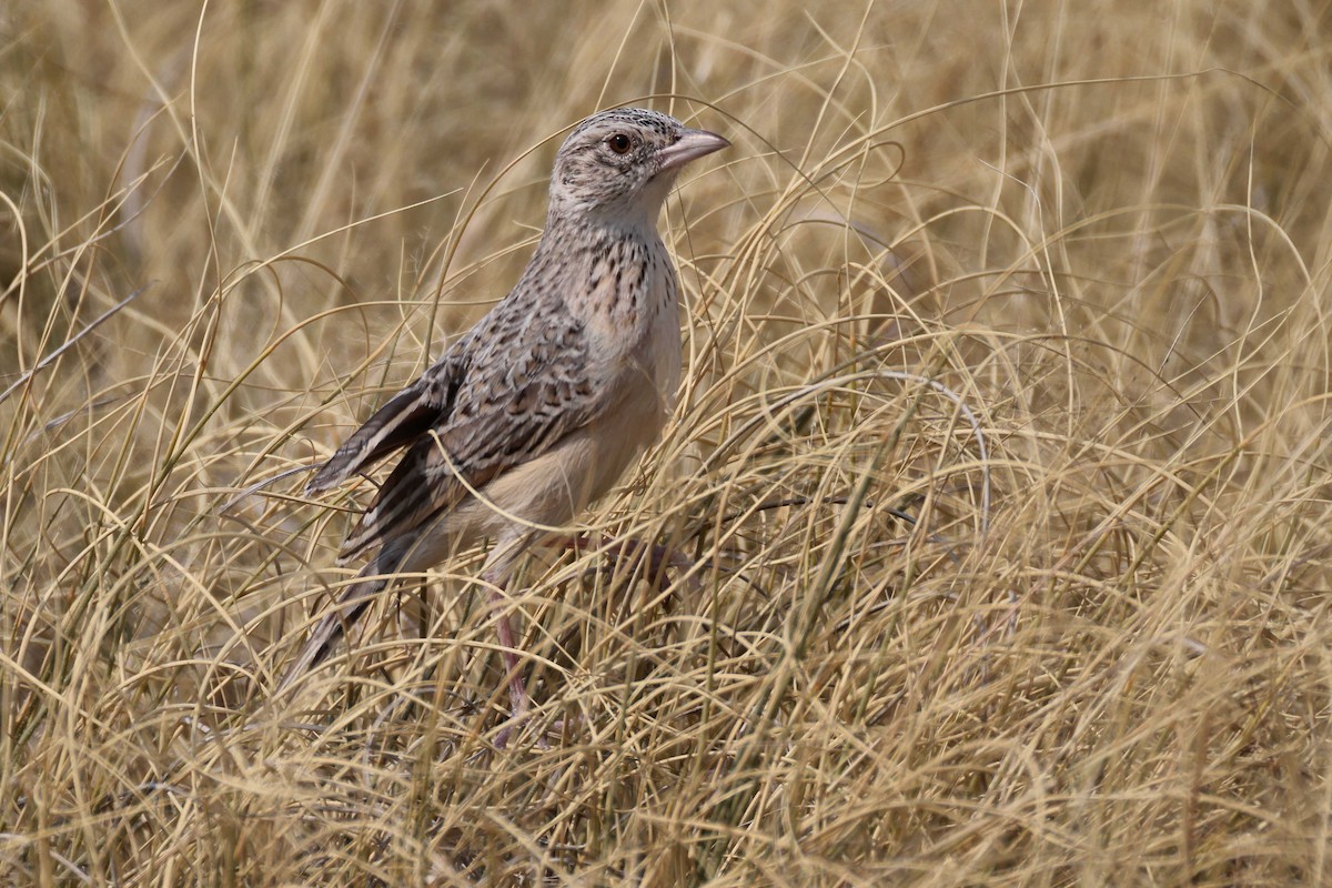 Eastern Clapper Lark - ML646887445