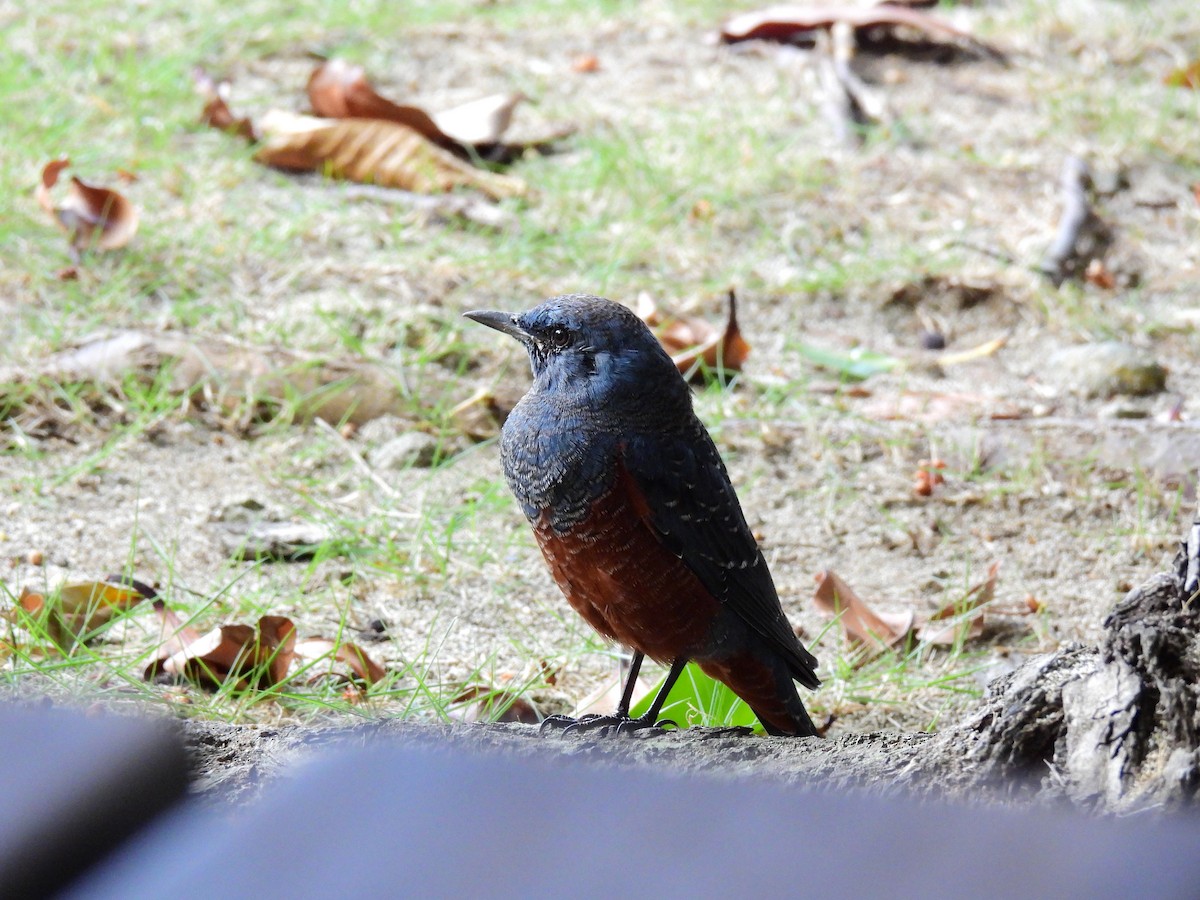 Blue Rock-Thrush - ML646887446