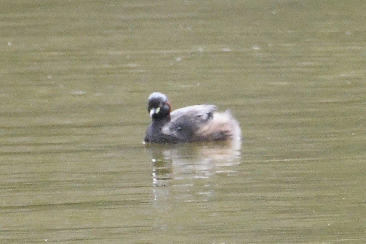 Australasian Grebe - ML646887447