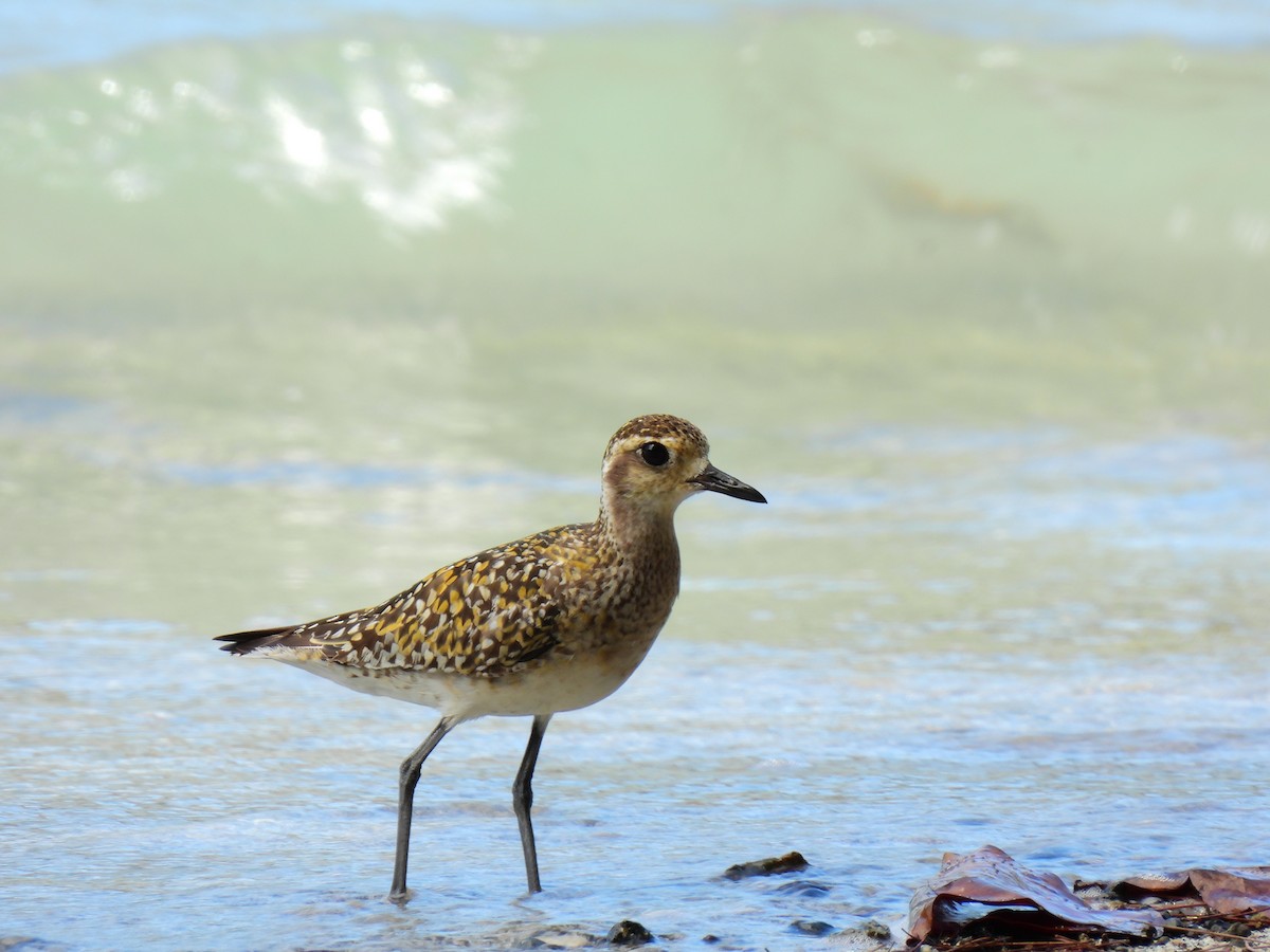 Pacific Golden-Plover - ML646887448