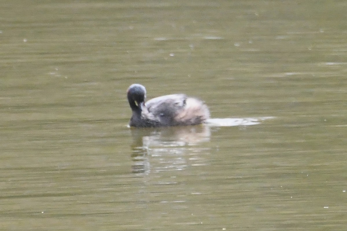 Australasian Grebe - ML646887449