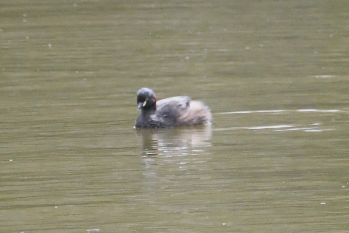 Australasian Grebe - ML646887450