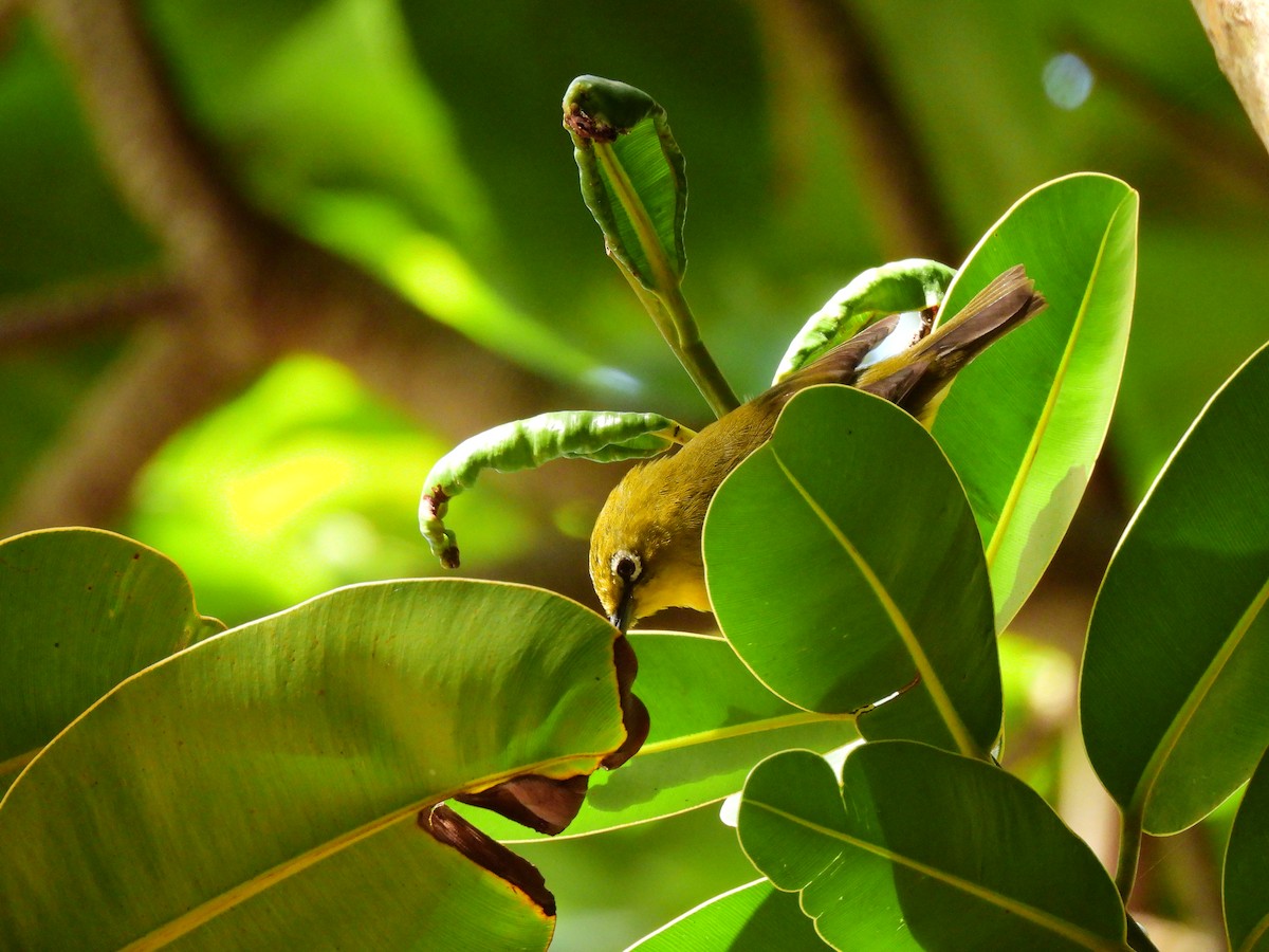 Warbling White-eye - ML646887452